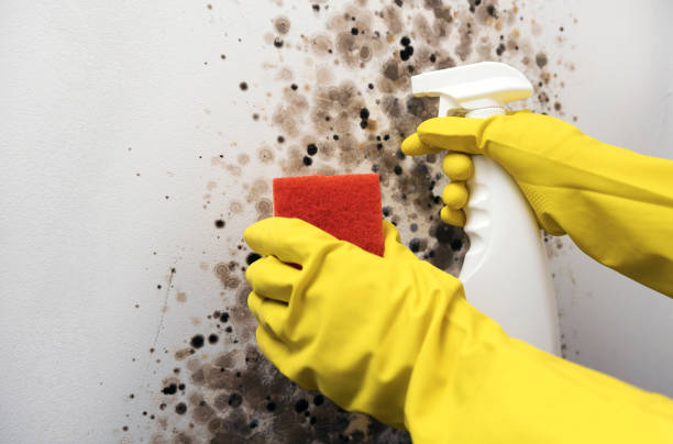 Best Attic Mold Removal  in Magnolia, MS
