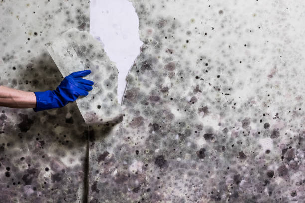 Best Mold Inspection  in Magnolia, MS